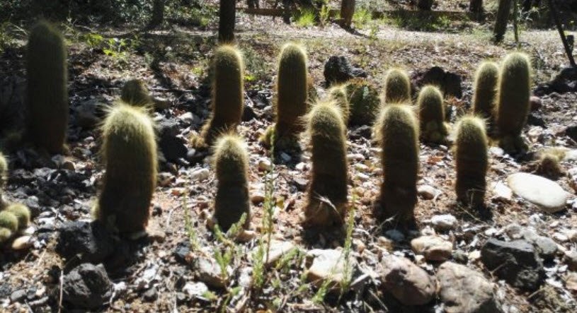 Cactus Park, Bessan, France